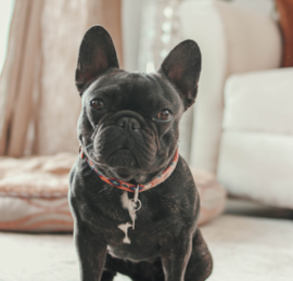 French Bulldog Puppies For Sale - Pilesgrove Pups